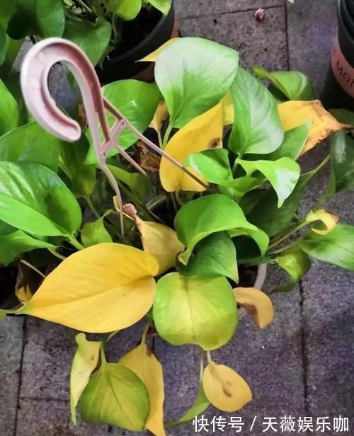 佛手瓜的种植方法