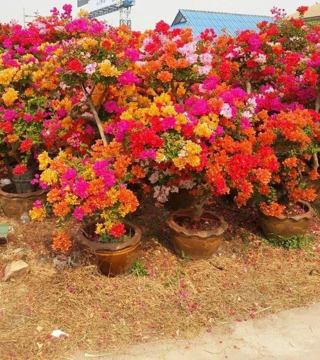 八仙花扦插：掌握技巧，轻松繁殖美丽花卉
