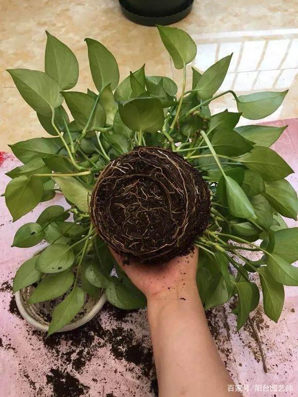 马蜂捕捉方法：安全有效的解决方案