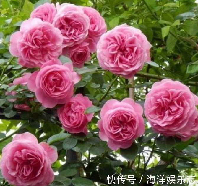 ### 菜豌豆的种植方法 ### 菜豌豆的种植方法