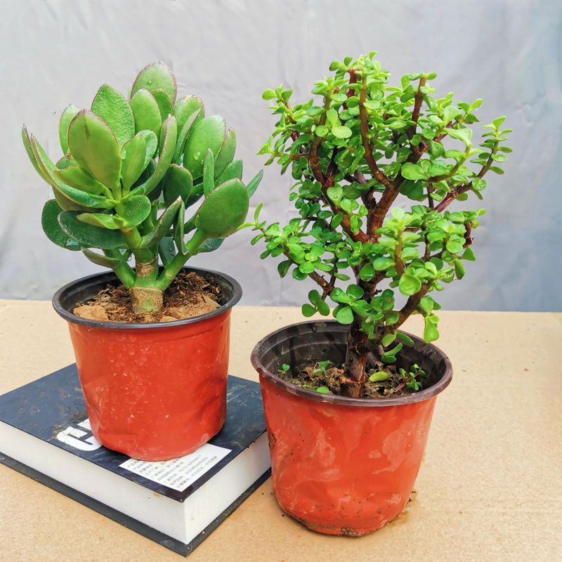 紫菜苔种植方法：打造绿色美味佳肴