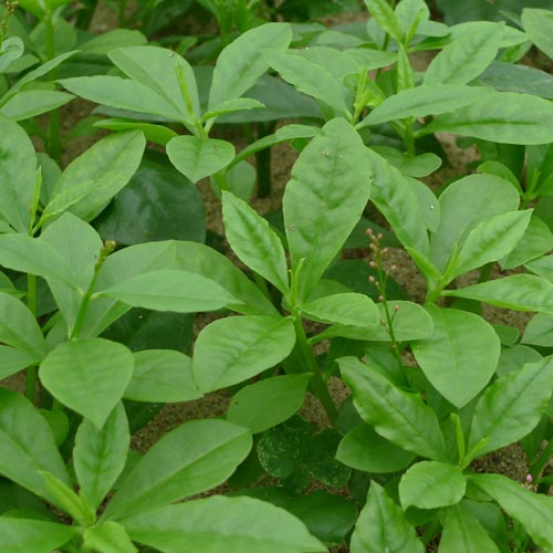 养榕树方法：掌握技巧，让榕树茂盛生长