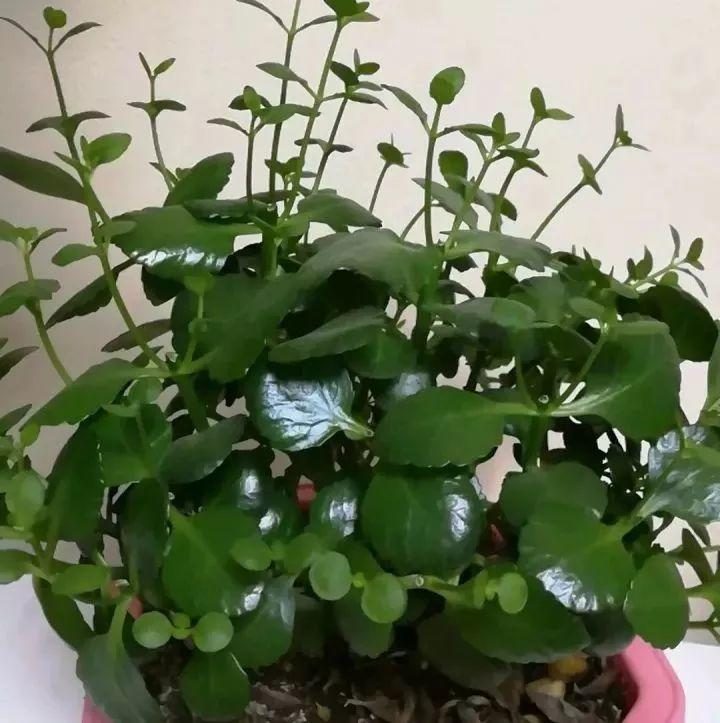 知了的种植方法：揭秘这个夏季小精灵的培育之道