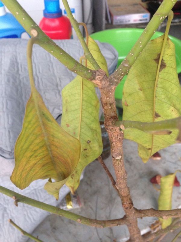 杏鲍菇的种植方法：掌握关键步骤，轻松培育美味佳肴