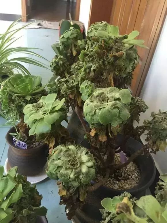 盆栽植物如何浇水：科学浇水指南