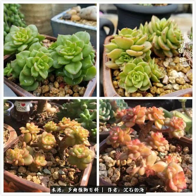 小肉肉花怎么养殖方法：让你的多肉植物茁壮成长
