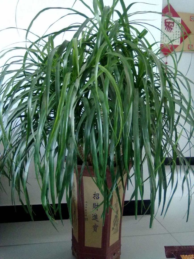 龙眼种植方法：掌握关键步骤，实现丰收