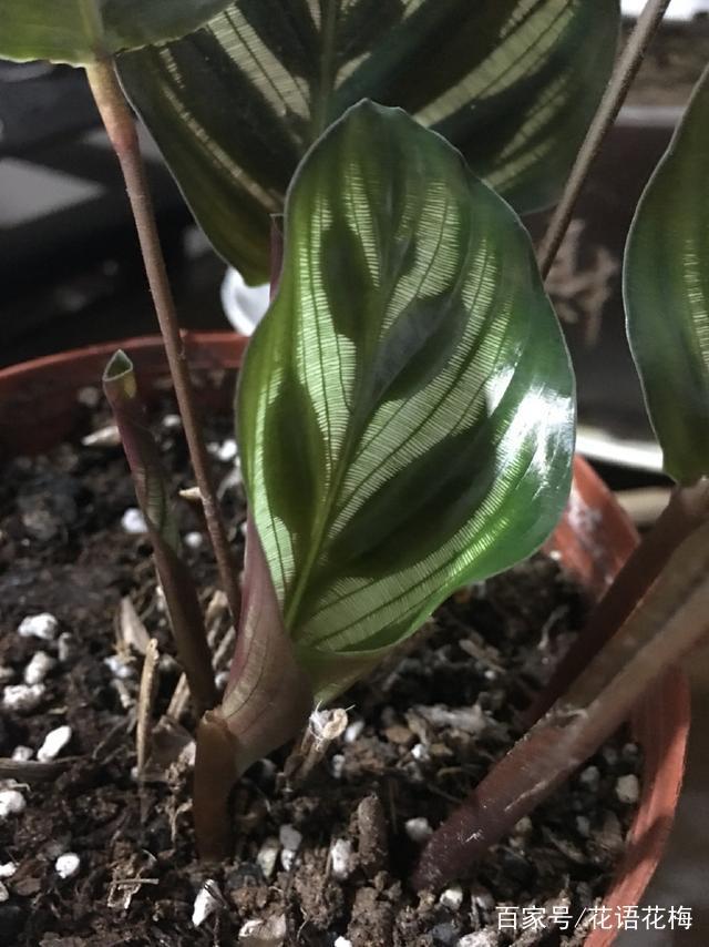 盆栽黄瓜的种植方法：打造阳台小菜园的秘诀
