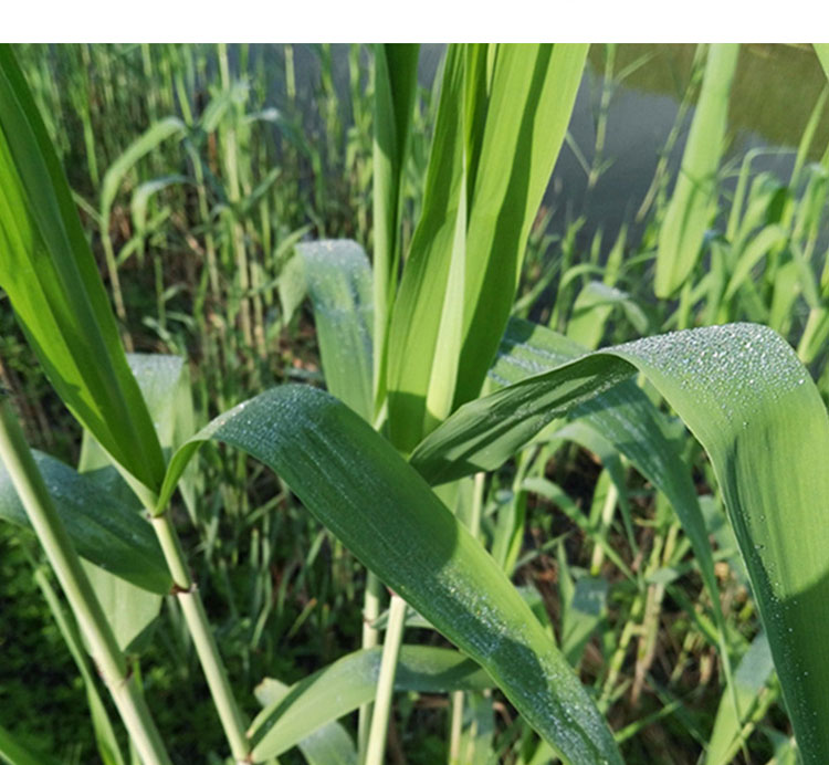 碧光环种子种植方法：培育独特多肉植物的指南
