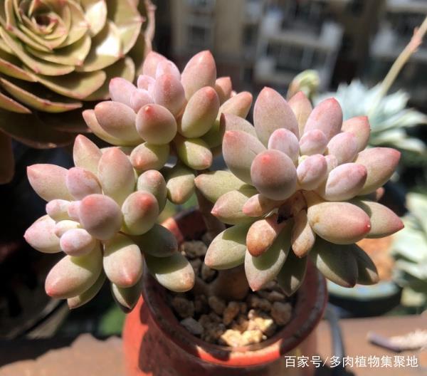 水果种植盆栽方法：让美味触手可及