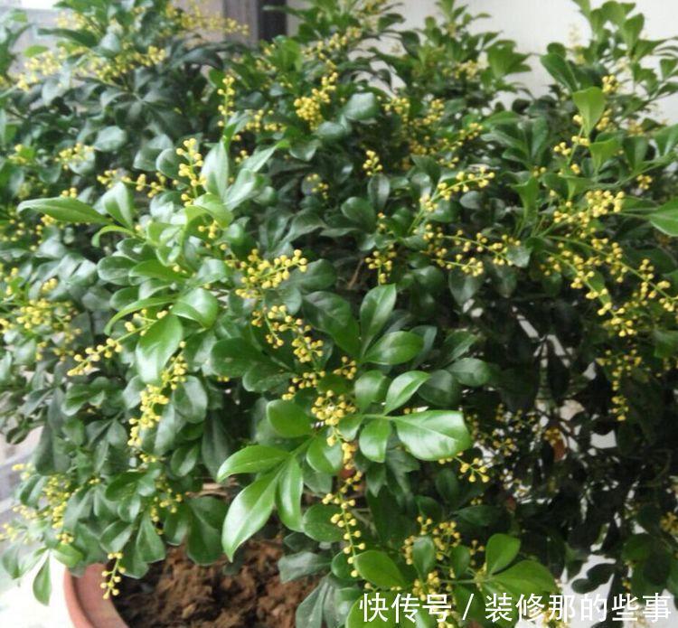 盆栽竹子有哪些品种