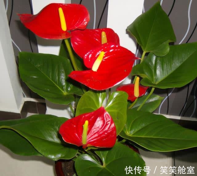 玫瑰花的扦插方法视频：详解步骤与技巧