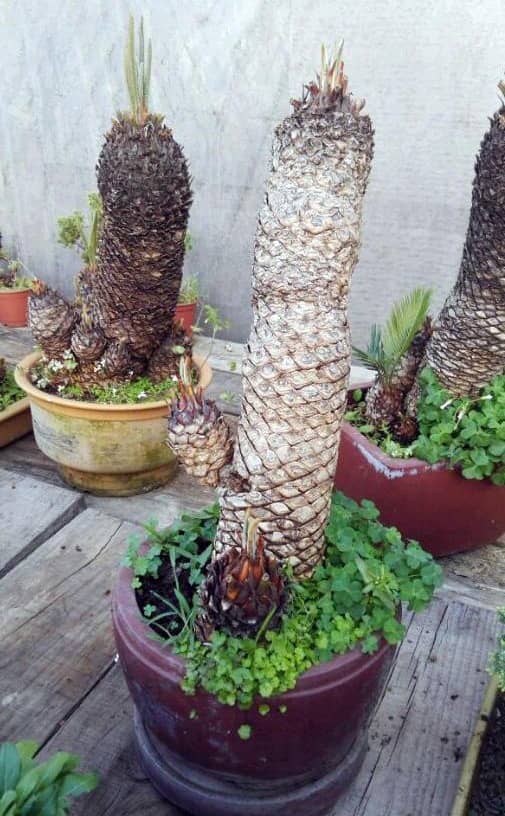 建兰养殖方法：打造属于自己的兰花天堂