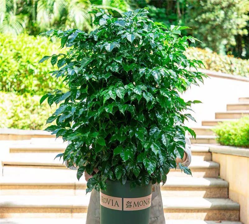 盆栽黄皮：打造家中绿色小天地