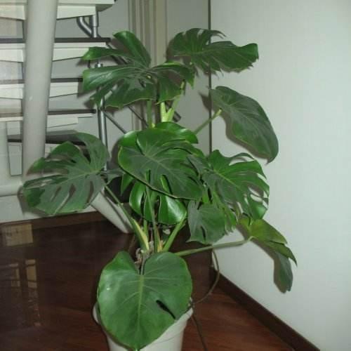 韭菜的种植时间和方法：掌握要领，收获鲜美韭菜