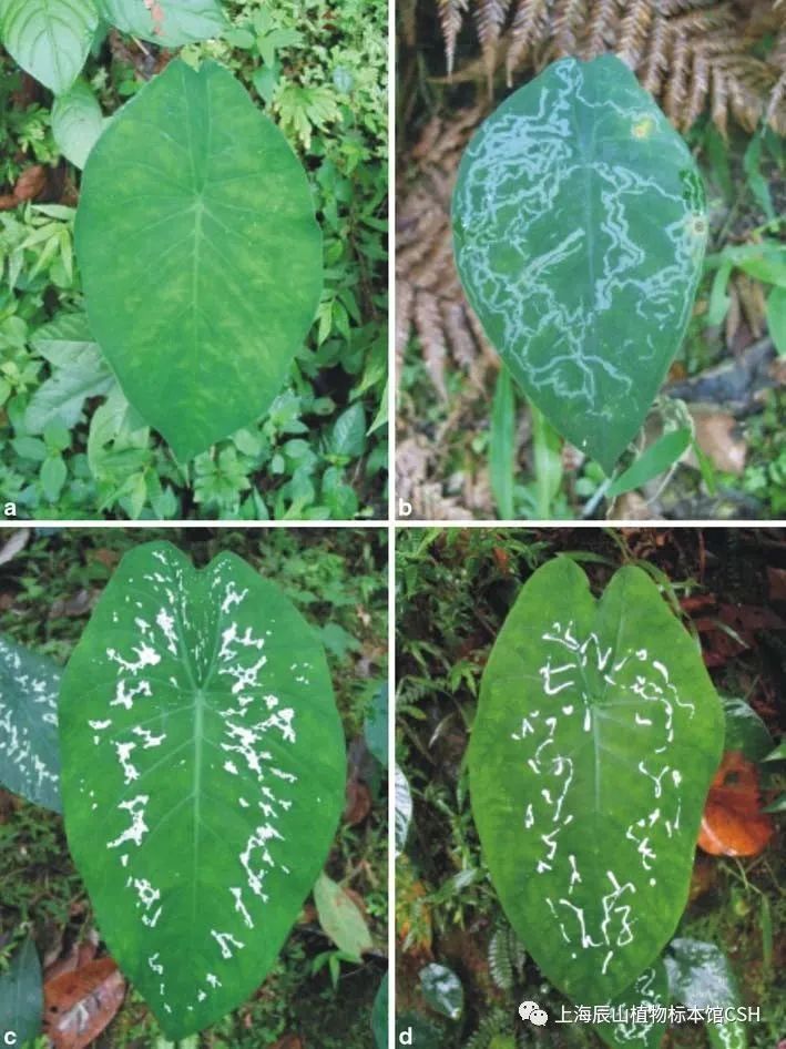 小青菜种植方法：掌握要领，轻松栽培绿色美味