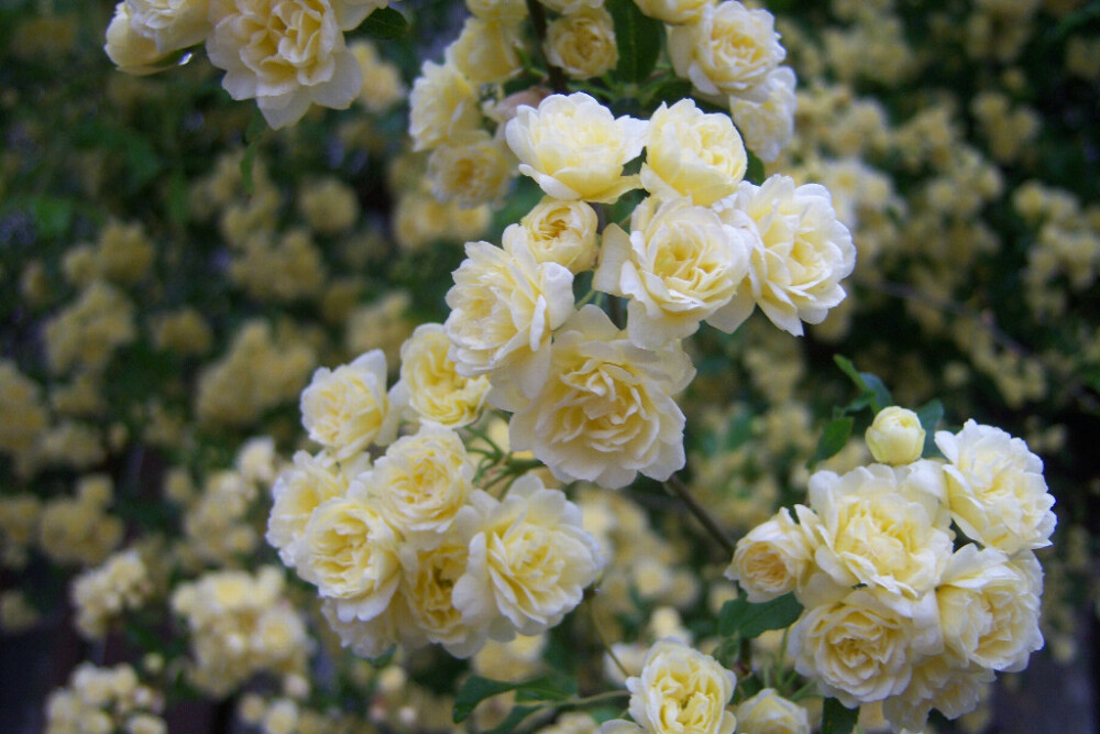 香菜种子催芽方法：助你轻松培育出茂盛香菜