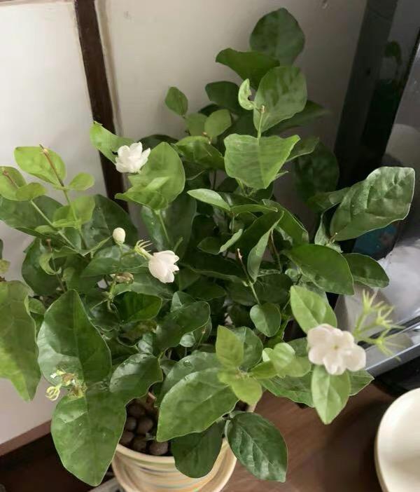 大葱的种植方法：掌握技巧，实现丰收
