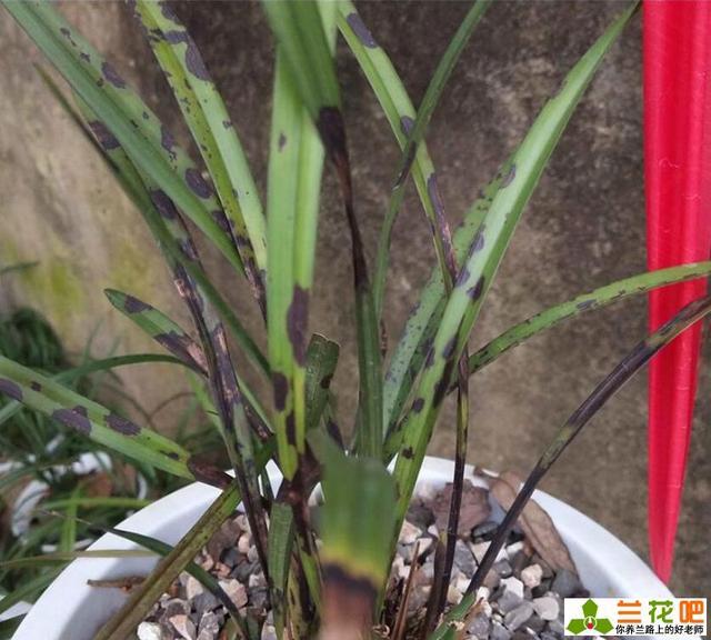 薰衣草怎么种植盆栽：家庭园艺新选择