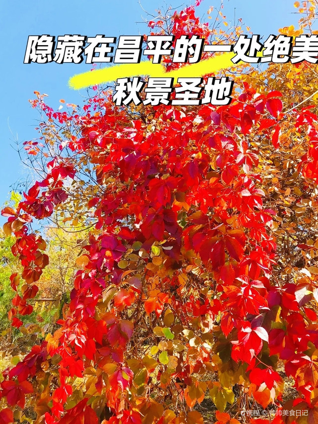 锚鳜鱼方法：高效养殖新策略