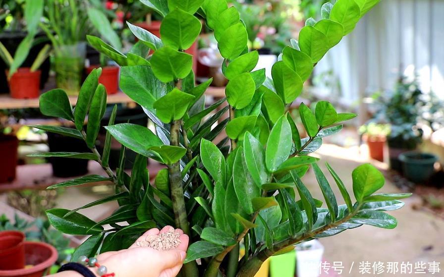 养猪的方法：掌握关键技巧，提高养殖效益