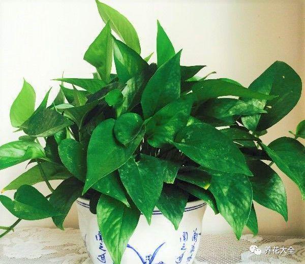 金樱桃盆栽：养护指南与种植技巧