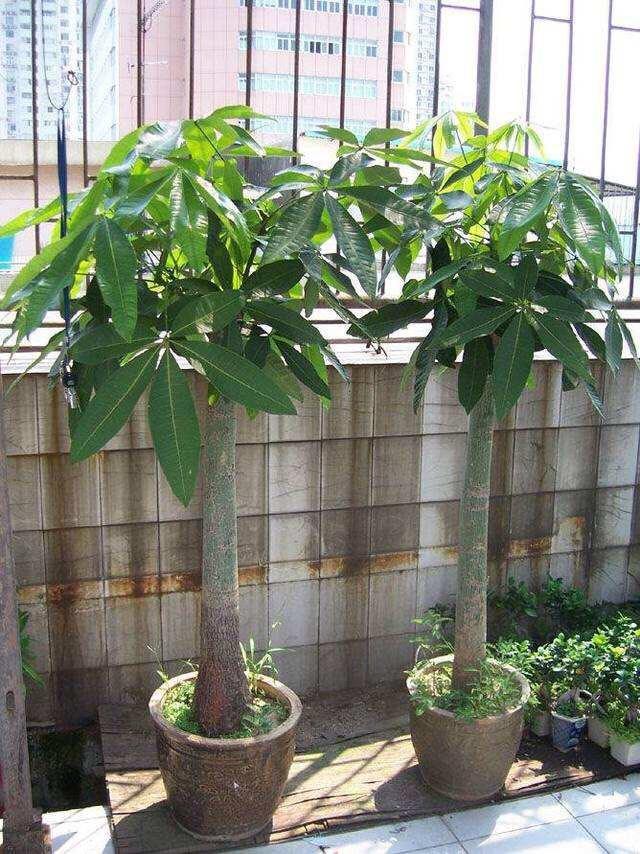 家天竺葵的养殖方法：让家中绽放的美丽之花