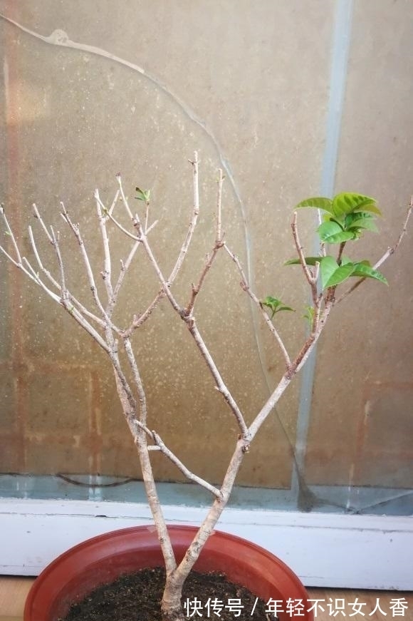 黑心菊种植方法：打造独特的花园风景
