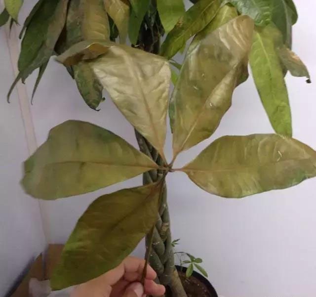 蝴蝶兰繁殖方法：掌握技巧，让兰花繁茂盛开