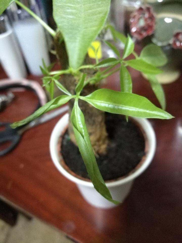 草莓的种植方法