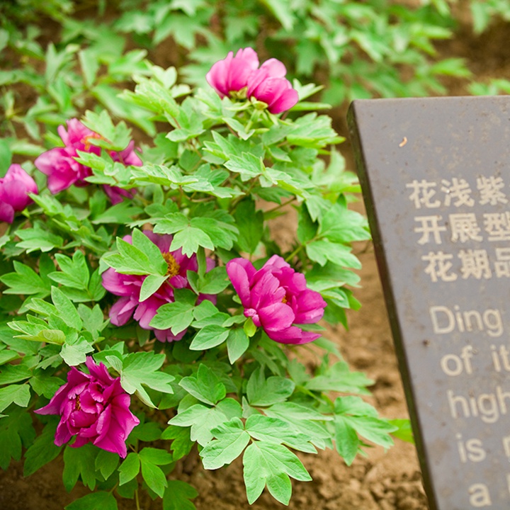 柿树盆栽：养护技巧与艺术之美