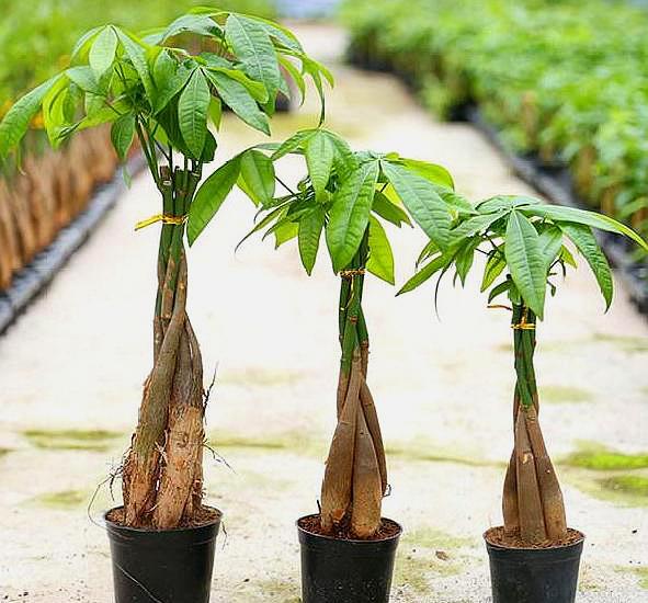 夏季扦插樱花：园艺爱好者的必备指南