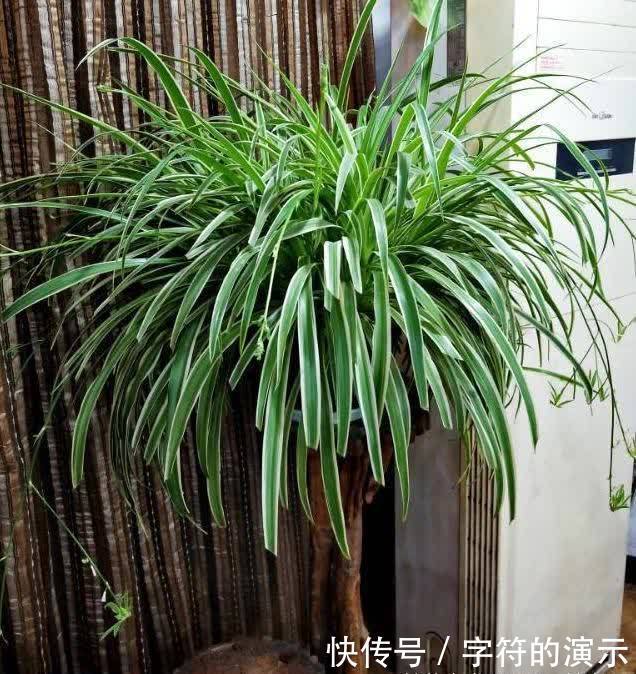 榕树盆栽开花：揭秘其养护之道