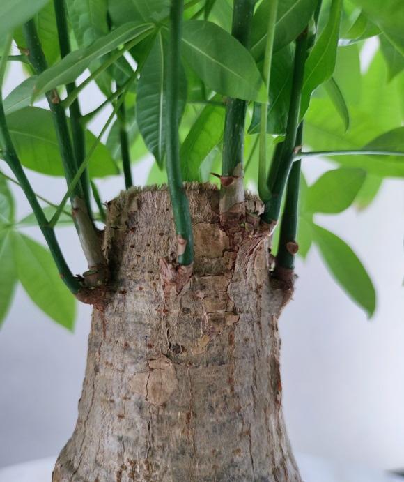 栀枝花扦插：繁殖技巧与实践指南