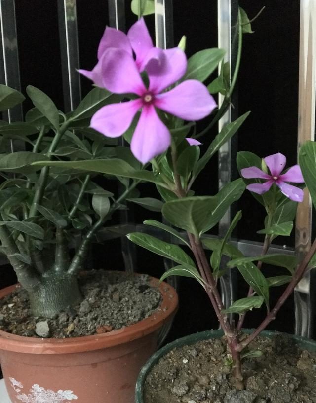 种植韭菜的方法