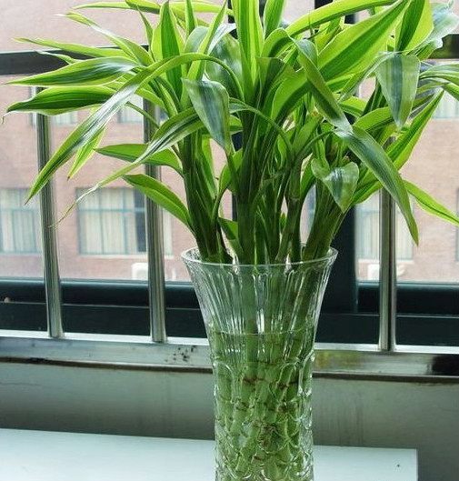 金钱草花卉的养殖方法