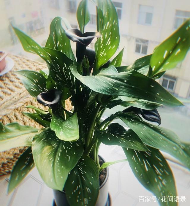 柿子子盆栽：家庭绿植新宠，养护指南一览