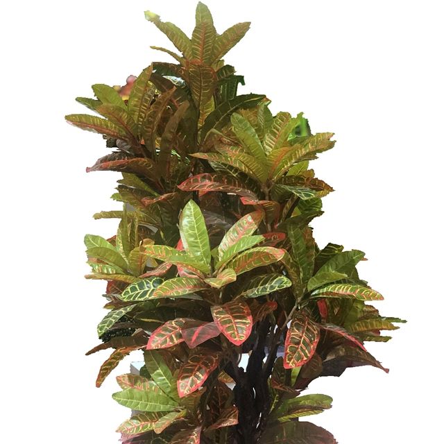 卷心菜种植方法：掌握技巧，轻松收获丰硕果实