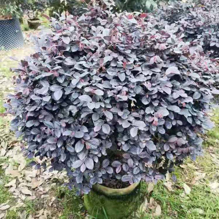 黑麦草种植方法视频：轻松掌握种植技巧