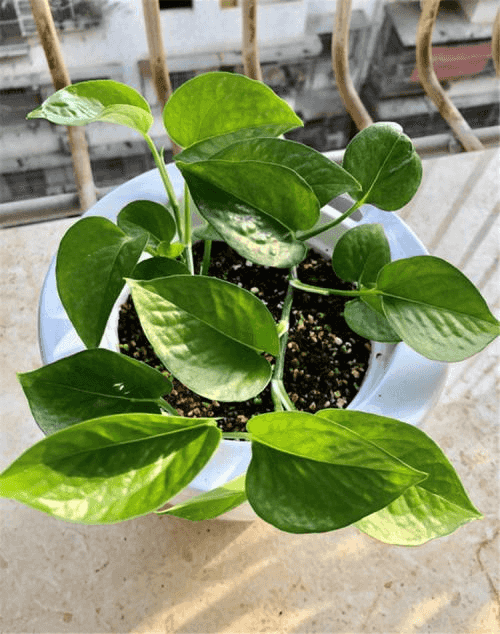 韭菜栽培方法：掌握技巧，实现丰收
