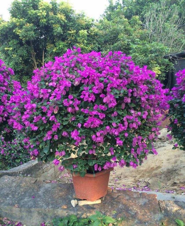 【长寿花的繁殖方法视频】详解：轻松掌握长寿花繁殖技巧