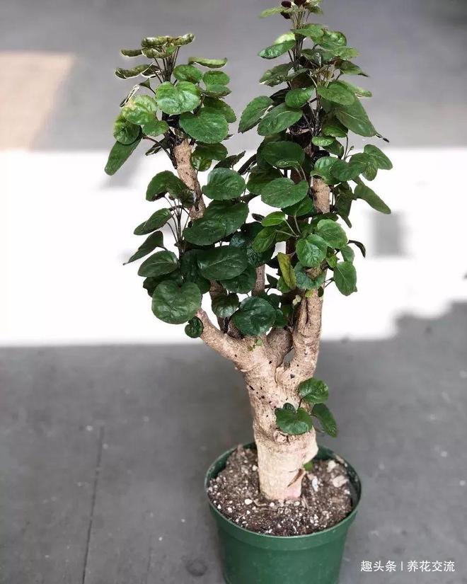 抓蛇的方法：安全有效的捕捉技巧