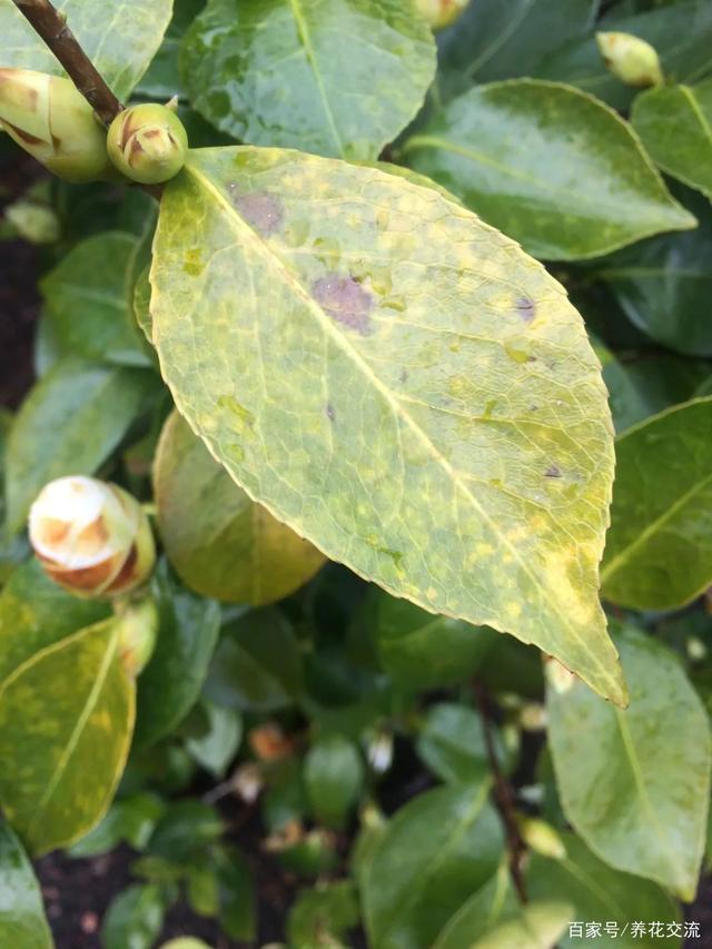 盆栽月季几月开花？揭秘月季花期的秘密