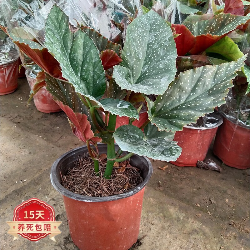美女樱的养殖方法：掌握关键技巧，让你的花园增添色彩
