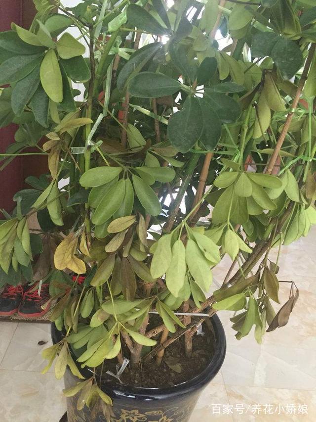 ### 熊童子扦插技巧：繁殖新植株的简易指南