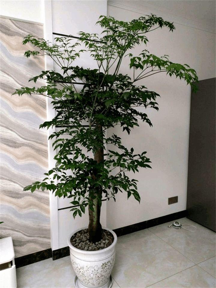 臭海棠花的扦插方法：掌握技巧，轻松繁殖
