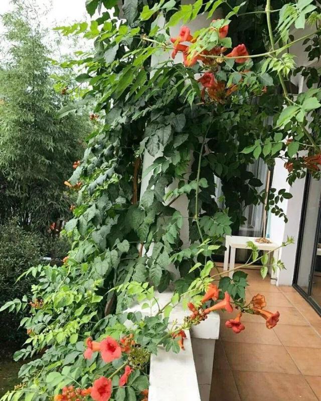 修枝方法：园艺养护的关键技巧