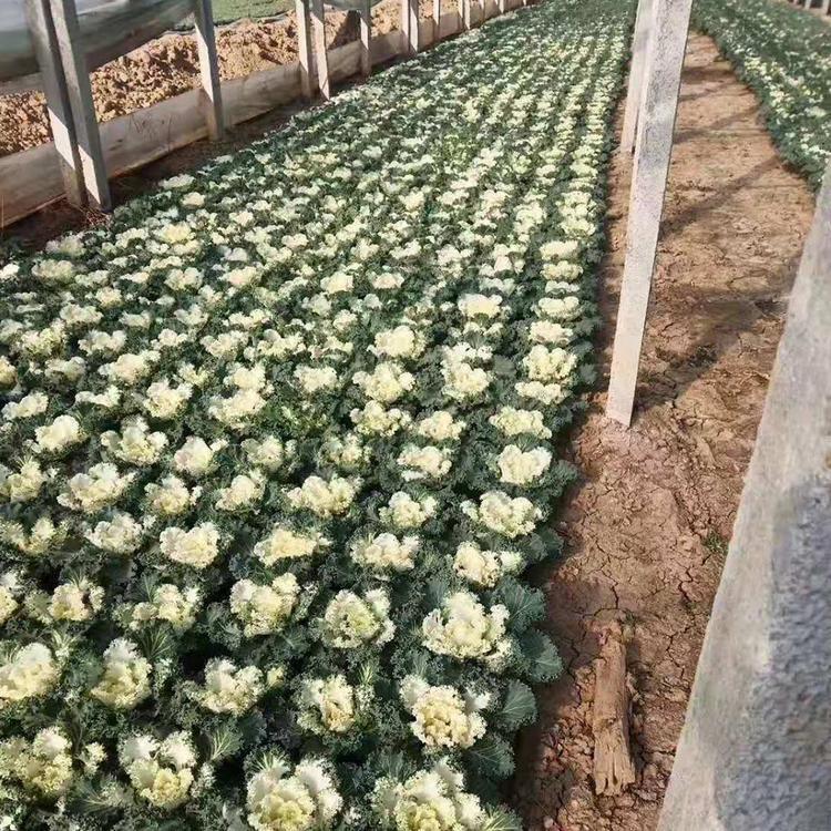 黄豆怎么种植方法：新手园丁必看攻略