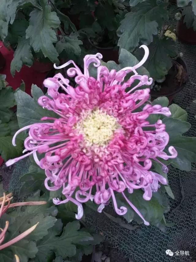 黄豆发豆芽的方法：家庭种植的简易指南