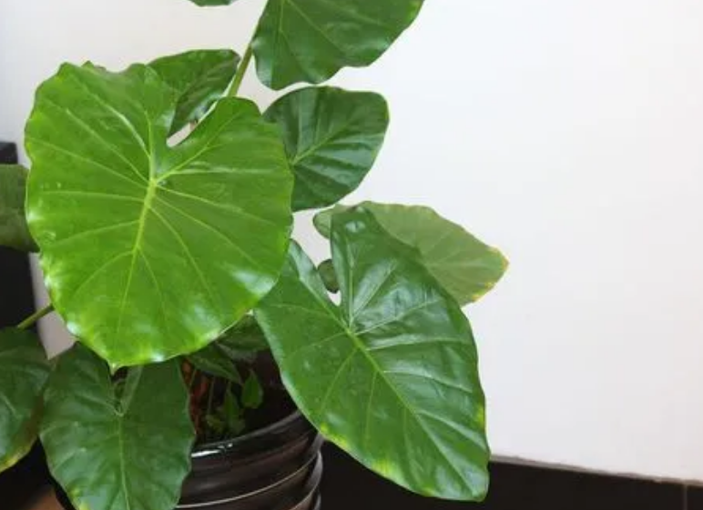 传统香囊缝制方法：留住历史的芬芳